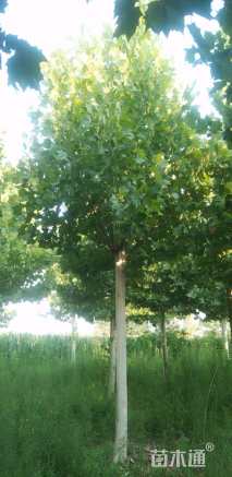 15公分法桐
