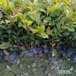 高度25厘米蚊母