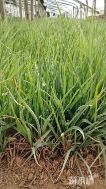 高度20厘米紫露草