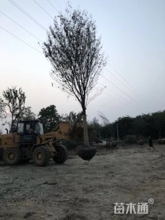 160公分榉树
