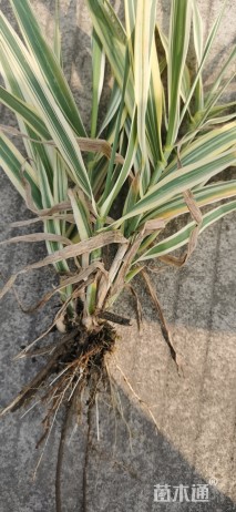 高度20厘米挺水植物-->花叶芦竹