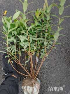 高度50厘米金丝桃