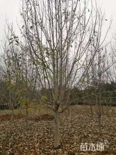 13公分二乔玉兰