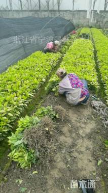 高度25厘米桃叶珊瑚