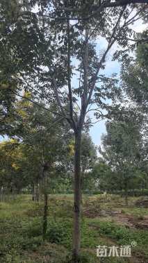 12公分黄山栾树