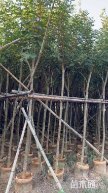 4公分黄花风铃木