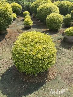 冠幅100厘米金冠女贞球