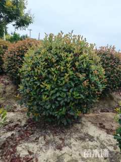 冠幅100厘米红叶石楠球