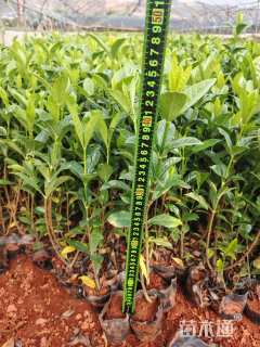 高度30厘米大叶栀子
