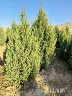 高度200厘米刺柏