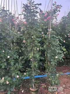 180厘米藤本月季