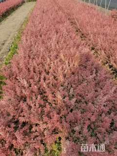 高度20厘米小丑火棘