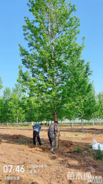 18公分美国红枫