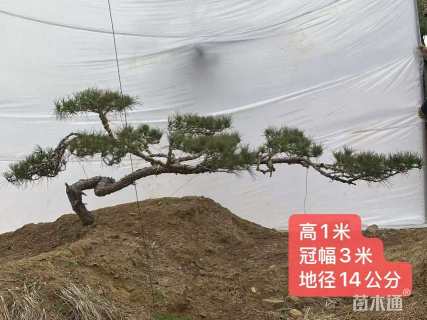 13公分造型赤松