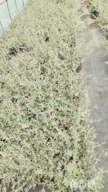 高度30厘米水果兰