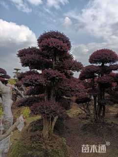 高度2.8厘米红花继木