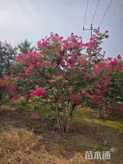 高度200厘米丛生红花紫薇