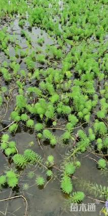 高度50厘米狐尾藻