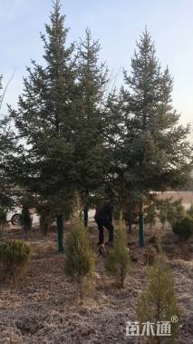 高度700厘米云杉