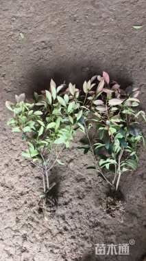 高度60厘米红叶石楠小苗