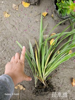 高度20厘米金边吊兰