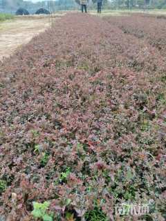 高度25厘米月季