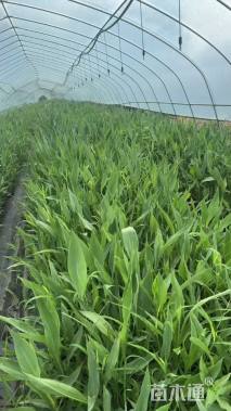 高度80厘米水生美人蕉