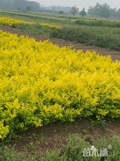 高度15厘米金叶女贞小苗