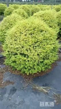 高度80厘米金姬水蜡球