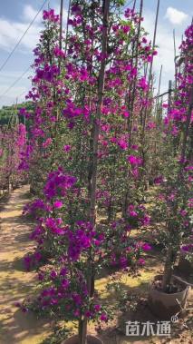 高度150厘米三角梅柱