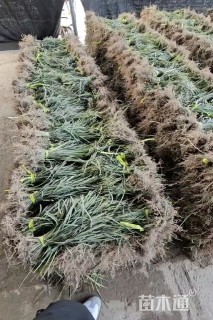 高度30厘米兰花