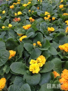 黄花报春花