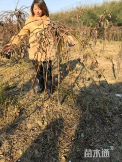 高度150厘米垂梅