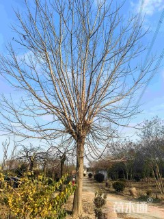 30公分金叶复叶槭