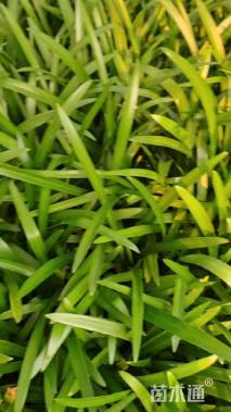 高度20厘米百子莲