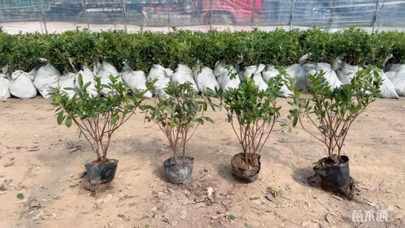 高度40厘米毛鹃