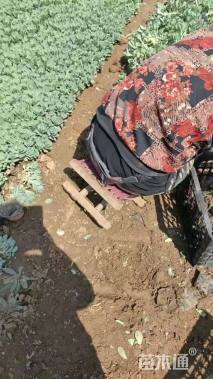 高度30厘米八宝景天