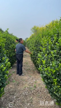 冠幅150厘米卫矛球