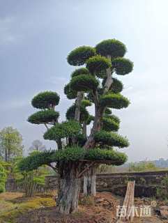 80公分造型小叶女贞