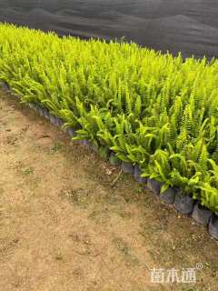 高度25厘米肾蕨