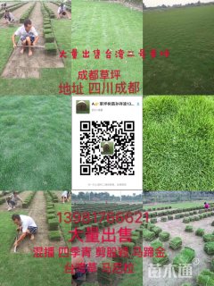 混播草坪