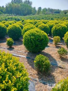 冠幅120厘米小叶黄杨球