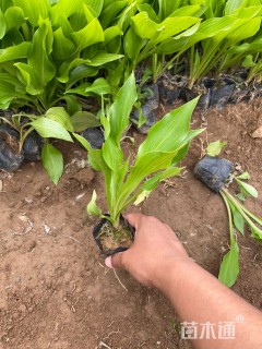 高度20厘米青叶玉簪