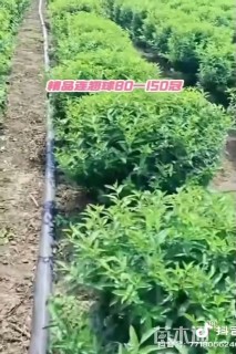 高度80厘米黄老虎