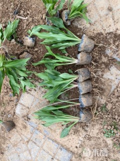 高度20厘米紫花玉簪