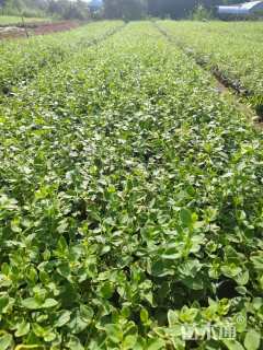 高度40厘米花叶蔓长春