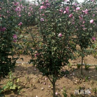 高度250厘米木槿