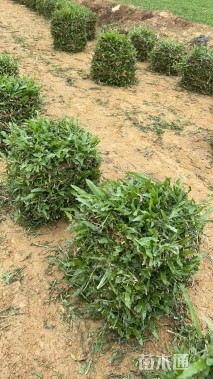 大叶油草