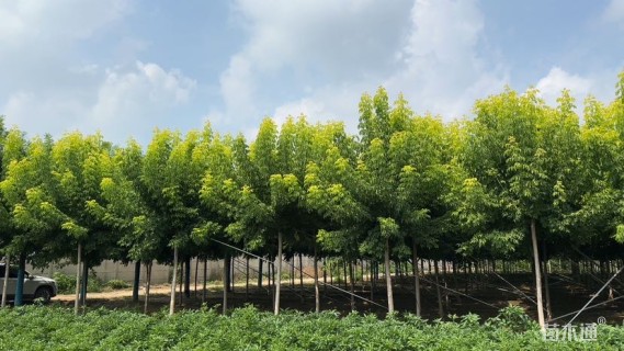 10公分金叶复叶槭