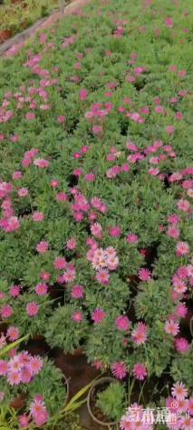 高度15厘米玛格丽特花